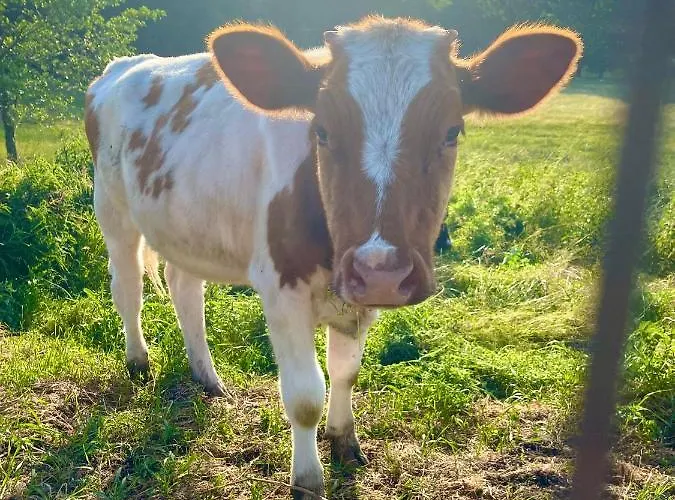 Pod śnieżką Uroczy Z Kominkiem Karpacz